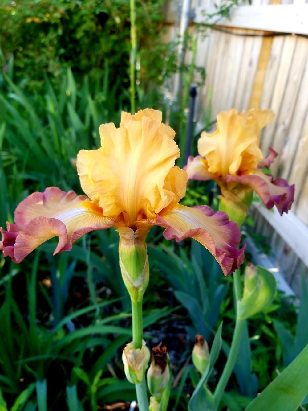 Photo of Tall Bearded Iris (Iris 'Modern Drama') uploaded by javaMom