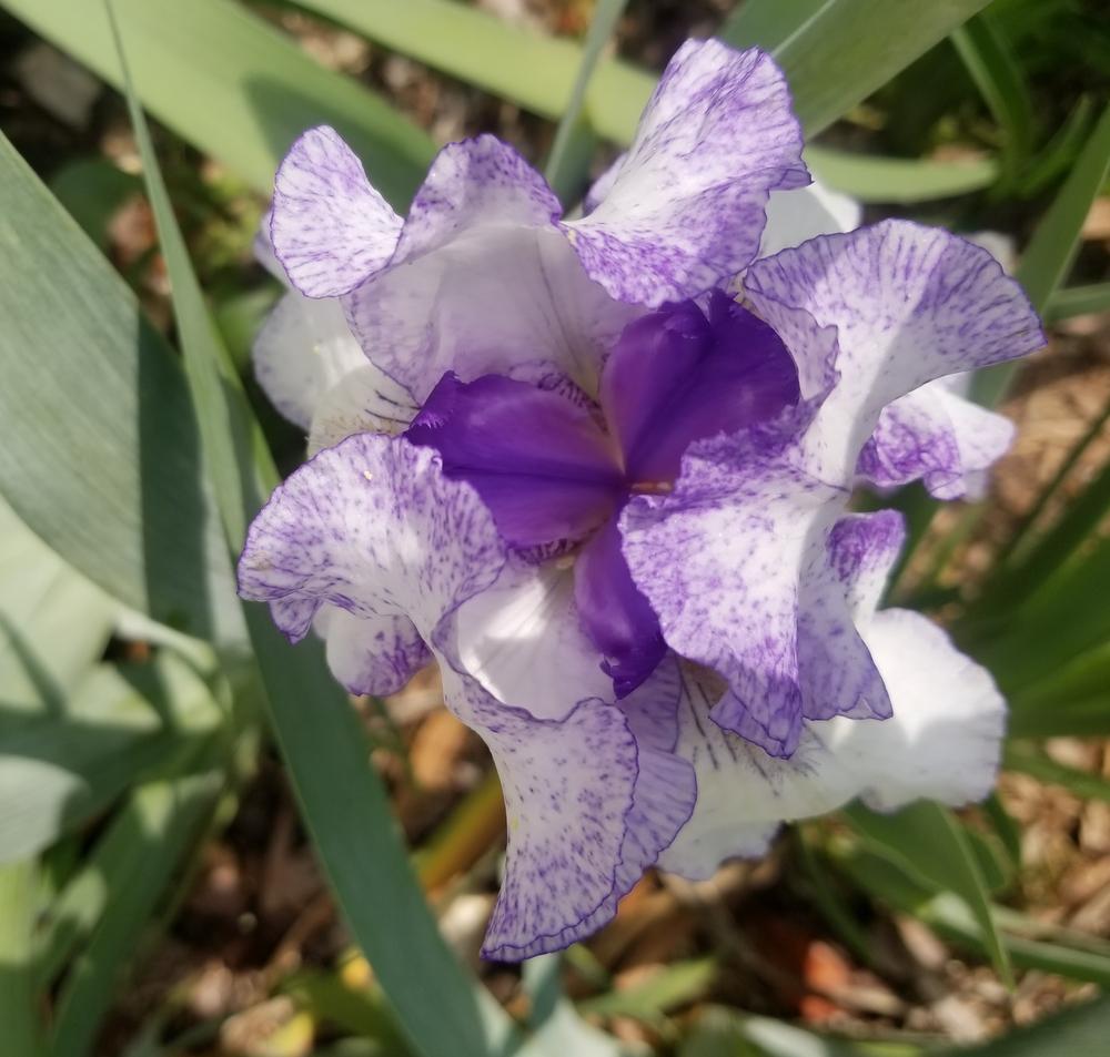 Photo of Tall Bearded Iris (Iris 'Earl of Essex') uploaded by javaMom