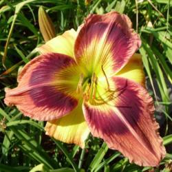 Location: Along The Fence Daylilies, Dansville, MI
Date: 2018-07-28