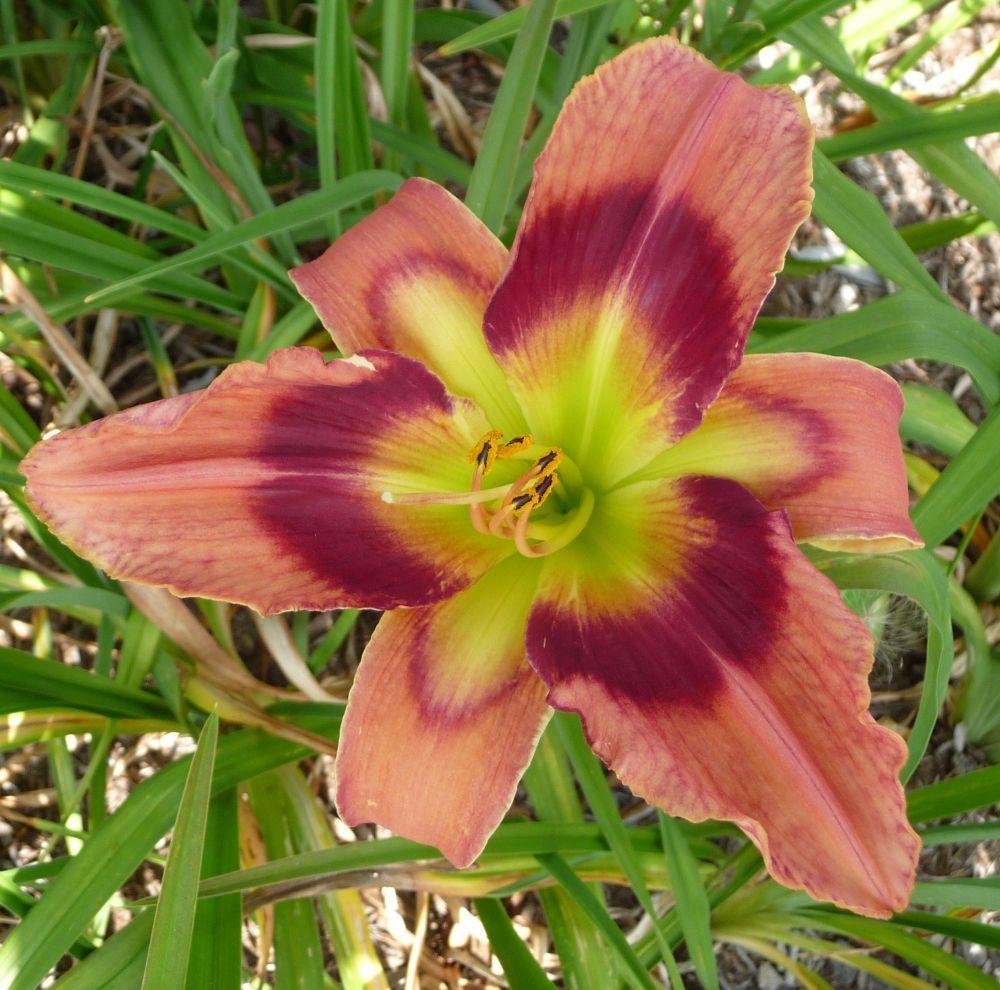 Photo of Daylily (Hemerocallis 'Carnival in Mexico') uploaded by twixanddud