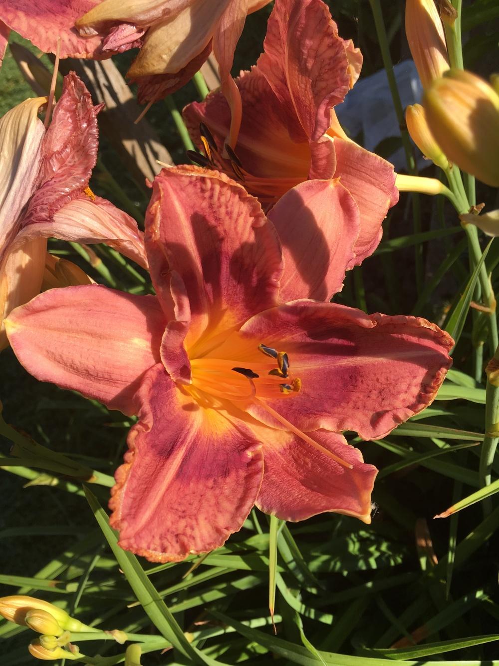 Photo of Daylily (Hemerocallis 'Caught Red Handed') uploaded by Lucichar