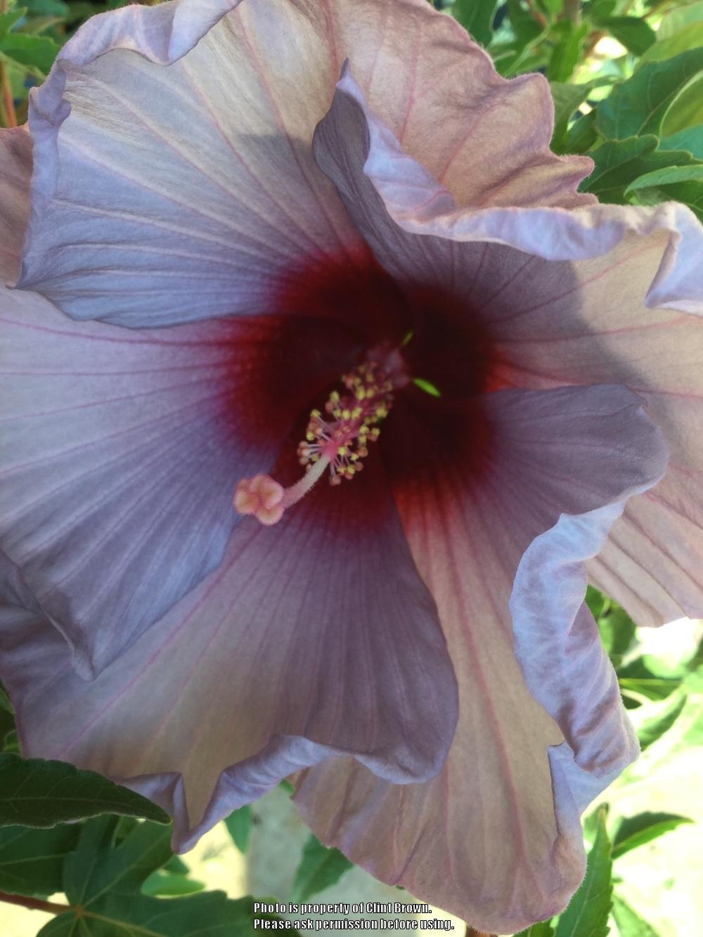 Photo of Hybrid Hardy Hibiscus (Hibiscus Summer Spice™ Bleu Brulee) uploaded by clintbrown