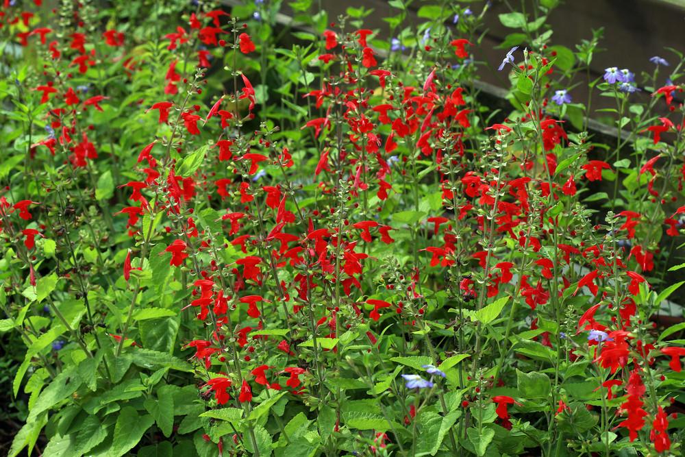 Photo of Salvia (Salvia coccinea Summer Jewel™ Red) uploaded by luvsgrtdanes