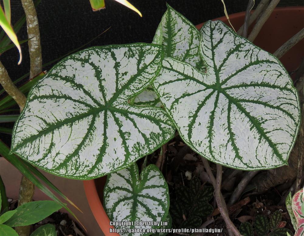 Photo of Fancy-leaf Caladium (Caladium 'White Christmas') uploaded by plantladylin