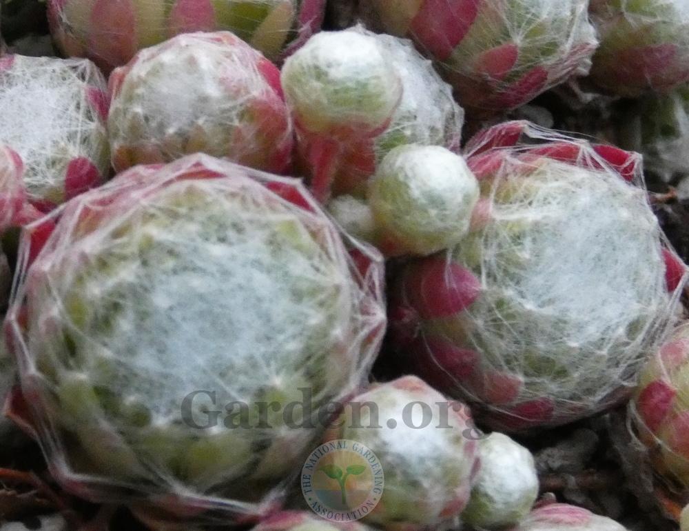 Photo of Hen and Chicks (Sempervivum 'Zilver Olympic') uploaded by springcolor