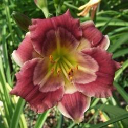 Location:  Photo Courtesy of Fred Manning, Daylily Place. 
Date: 2018-05-13
Much better color in 2018