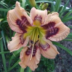 Location:  Photo Courtesy of Fred Manning, Daylily Place. 
Date: 2018-05-17
Much better color in 2018
