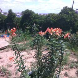 
Date: 2018-07-27
Tiger lilies in bloom