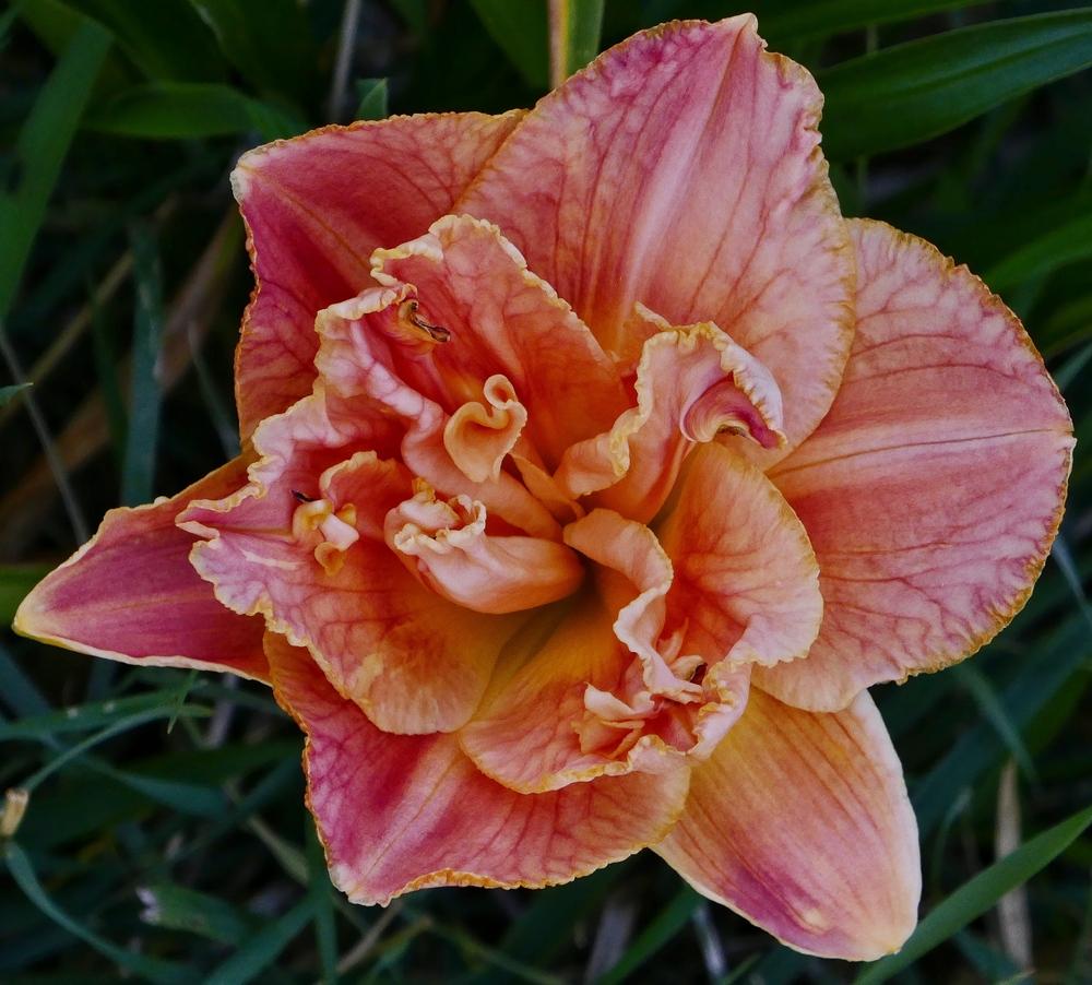 Photo of Daylily (Hemerocallis 'Dorothy and Toto') uploaded by Charlemagne