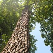 looking up a trunk of a large tree
