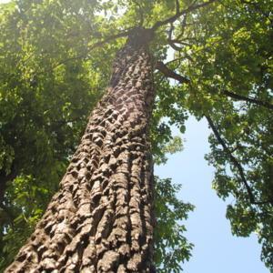 looking up a trunk of a large tree