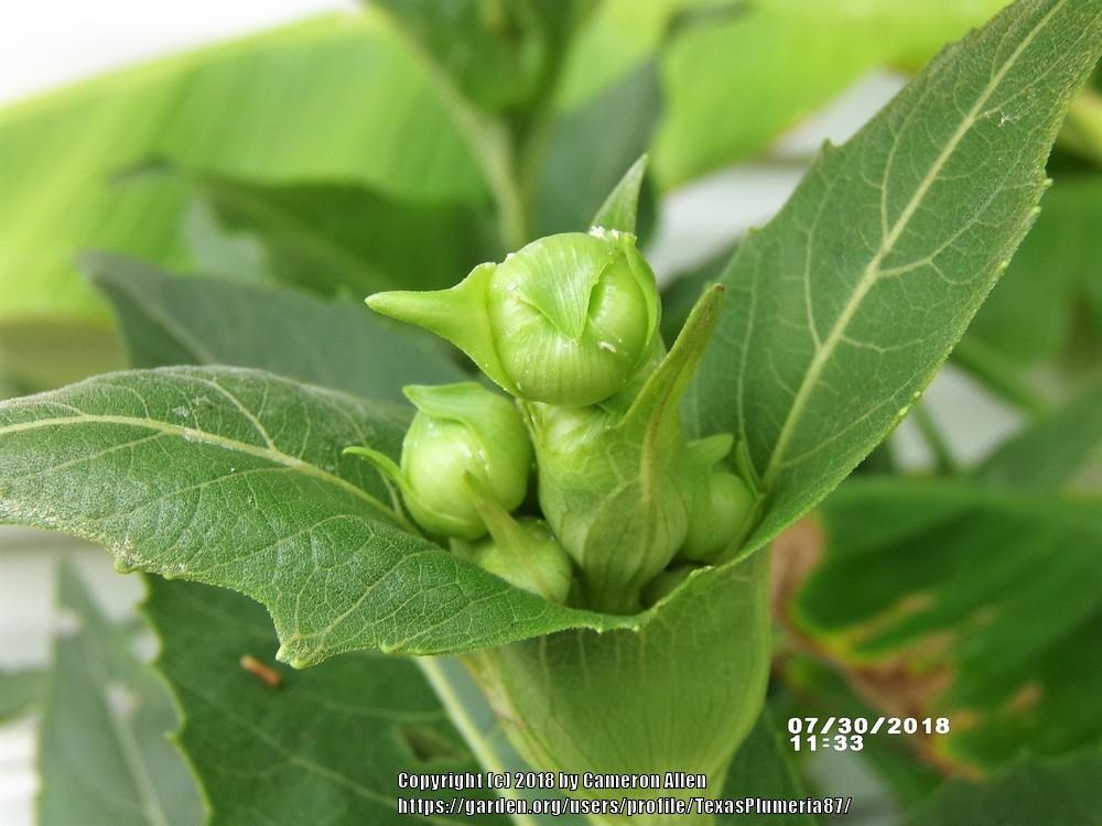 Photo of Cup Plant (Silphium perfoliatum) uploaded by TexasPlumeria87
