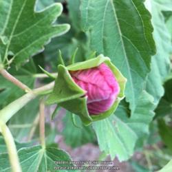 Location: Medina, TN
Date: 2018-07-30
Close up of pink ‘Amaretto’ flower bud.