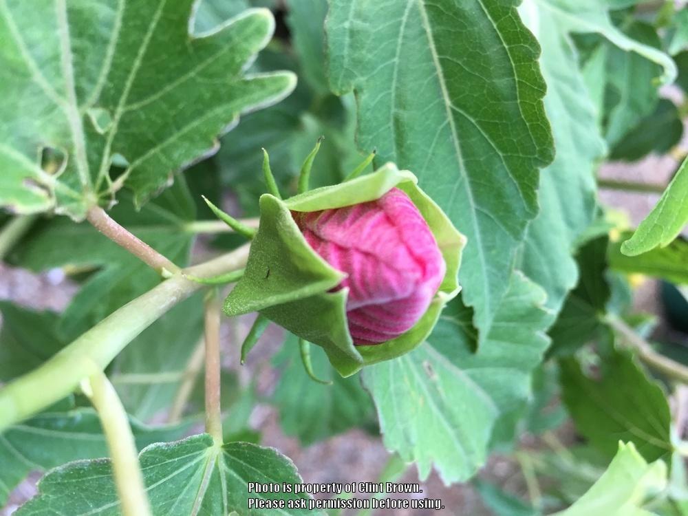 Photo of Hybrid Hardy Hibiscus (Hibiscus Summer Spice™ Amaretto) uploaded by clintbrown