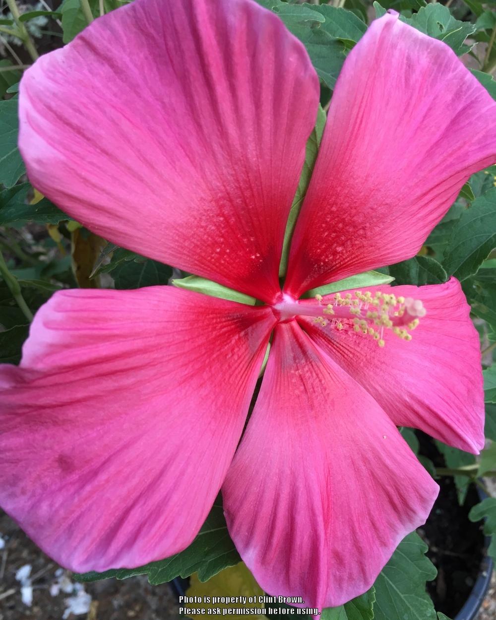 Photo of Hybrid Hardy Hibiscus (Hibiscus Summer Spice™ Amaretto) uploaded by clintbrown