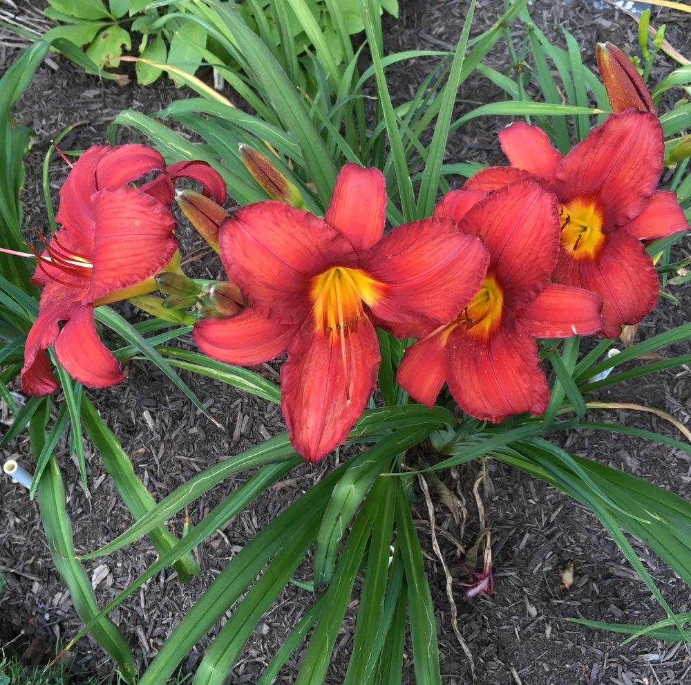 Photo of Daylily (Hemerocallis 'Flameburst') uploaded by csandt