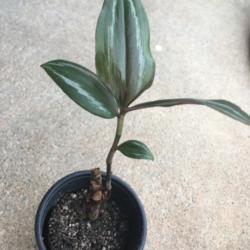 Location: My garden
Date: 2018-07-28
Rooted from root stem