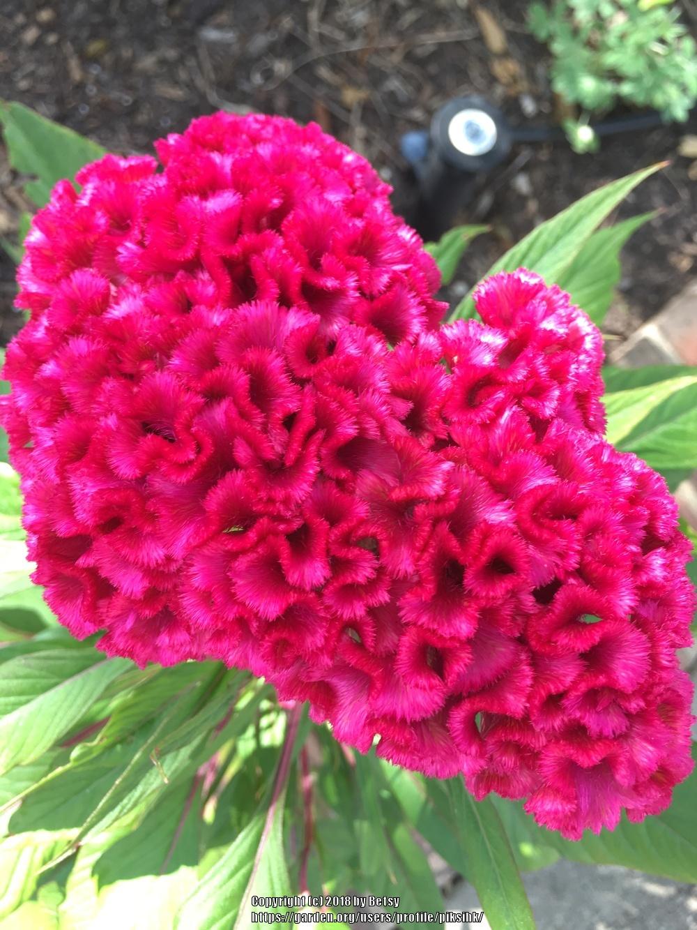 Photo of Celosia uploaded by piksihk