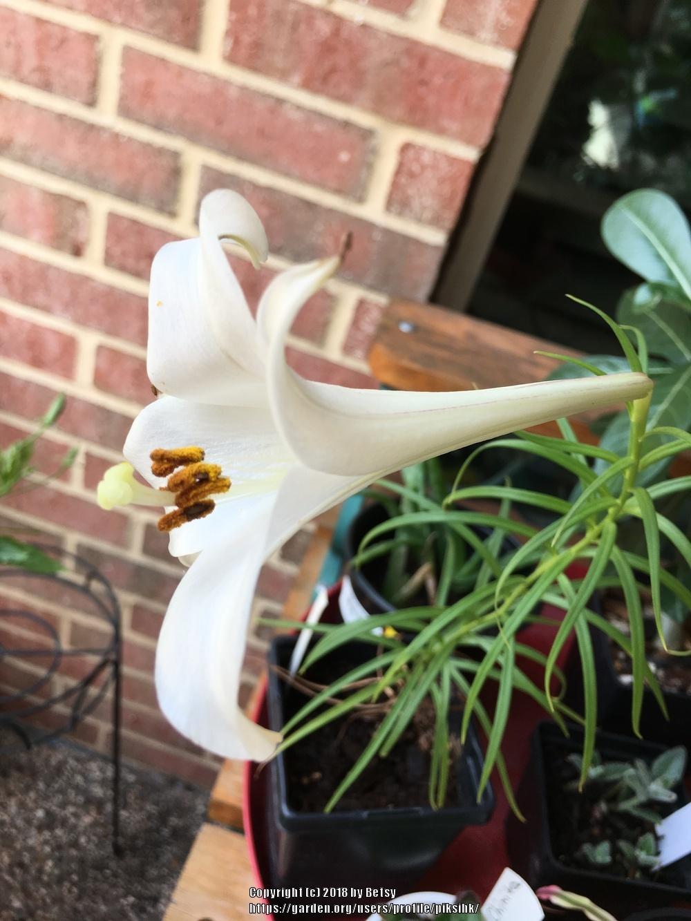 Photo of Lily (Lilium philippinense) uploaded by piksihk