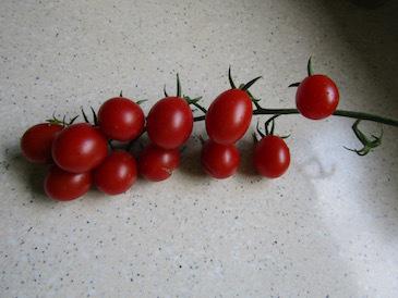 Photo of Tomato (Solanum lycopersicum 'Sugar Rush') uploaded by DonShirer