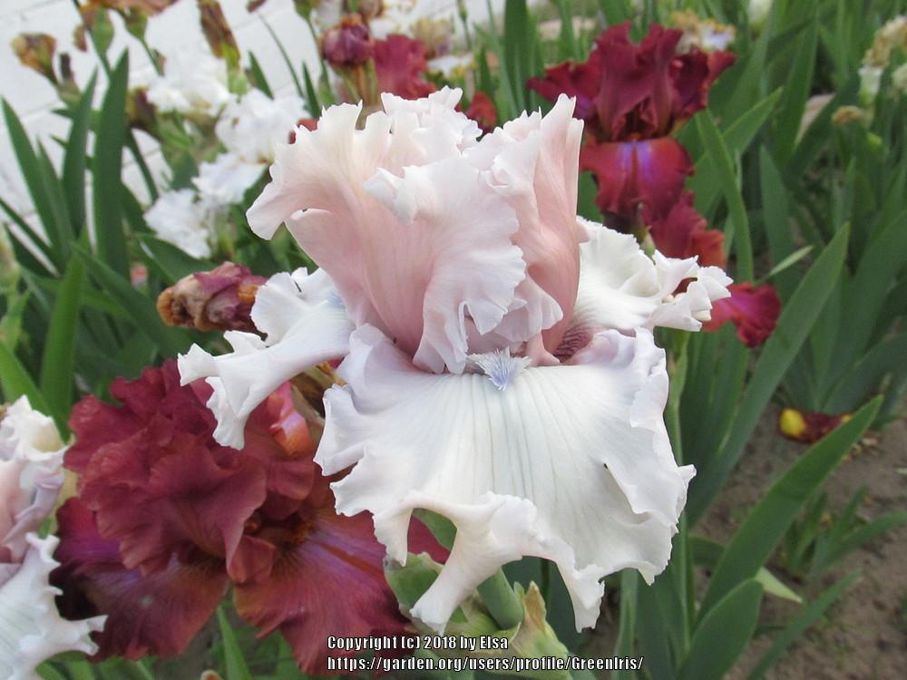 Photo of Tall Bearded Iris (Iris 'Beauty Within') uploaded by GreenIris