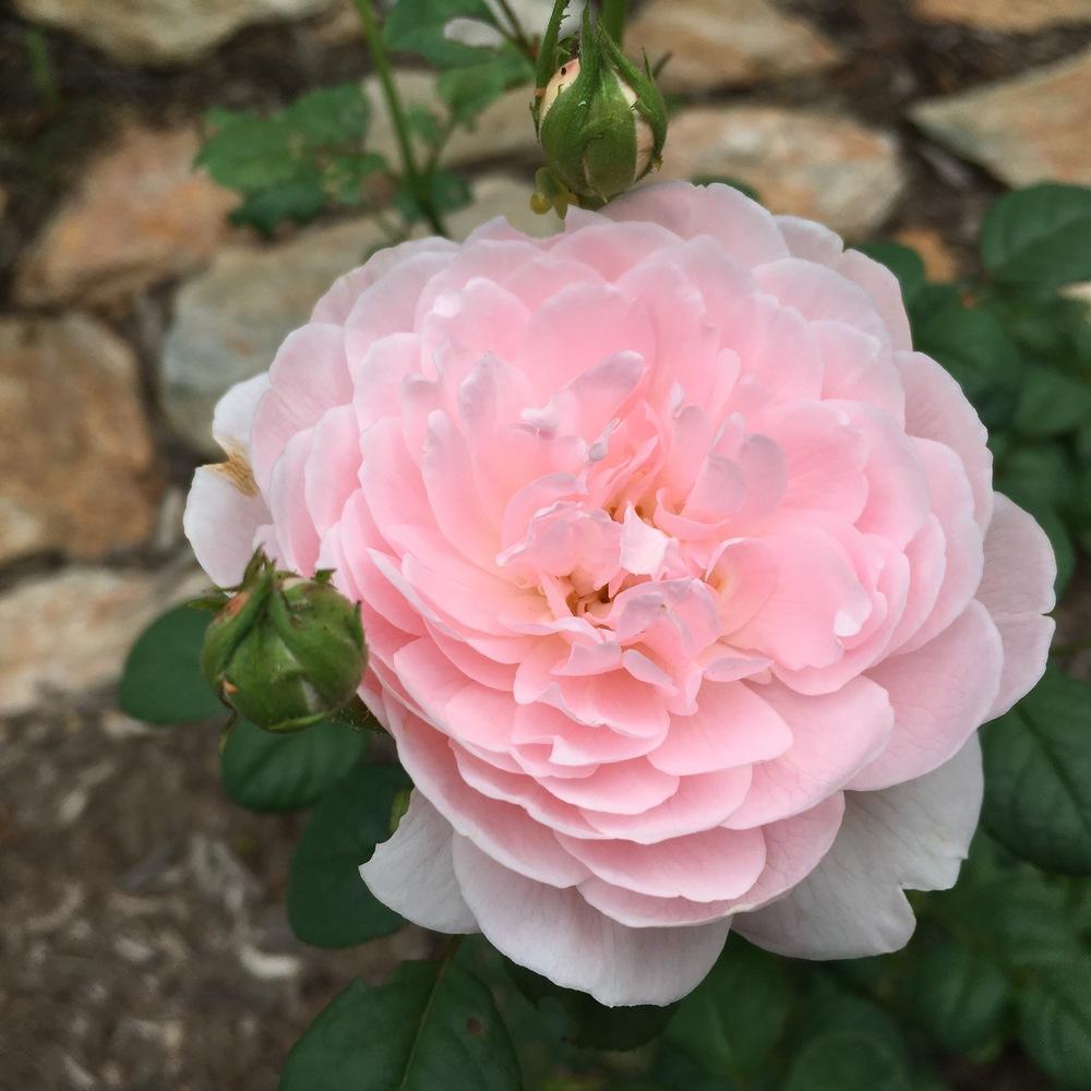 Photo of Rose (Rosa 'Queen of Sweden') uploaded by csandt