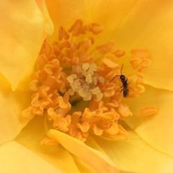 Location: My garden, Pequea, Pennsylvania, USA
Date: 2018-07-31
With a tiny pollinator.