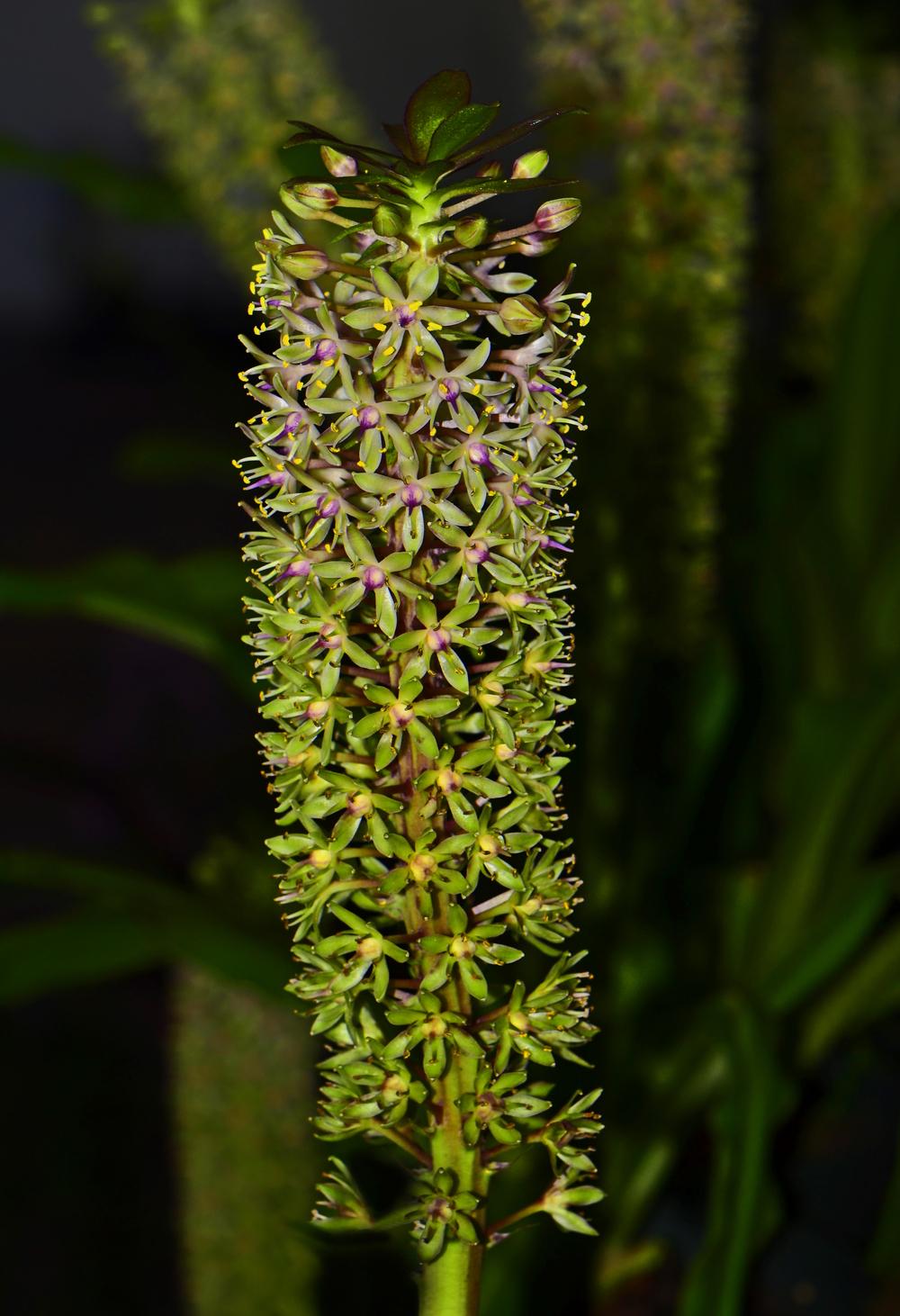 Photo of Pineapple Lily (Eucomis) uploaded by dawiz1753