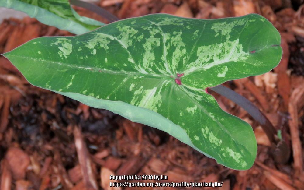 Photo of Fancy-leaf Caladium (Caladium 'Frog in a Blender') uploaded by plantladylin