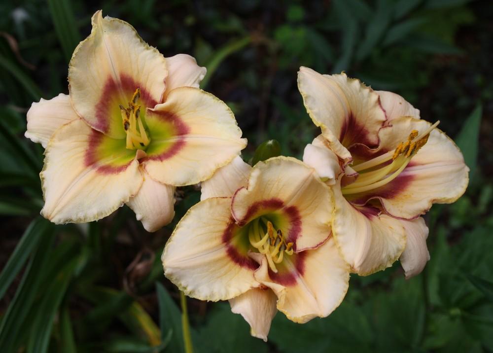 Photo of Daylily (Hemerocallis 'Queensland') uploaded by touchofsky