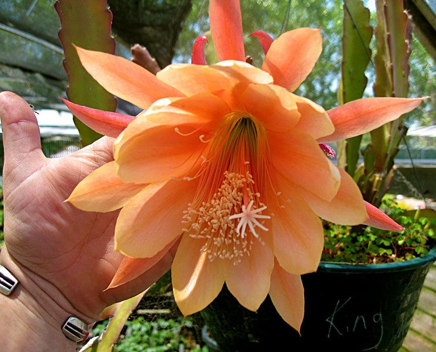 Photo of Hybrid Epiphyllum (Epiphyllum 'King Midas') uploaded by Calif_Sue