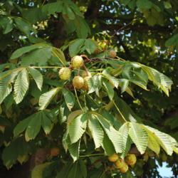 Location: Glen Ellyn, Illinois
Date: 2010-08-18
foliage and capsule fruit