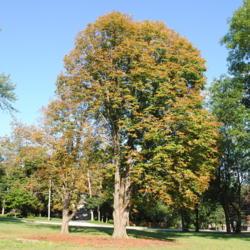 Location: Glen Ellyn, Illinois
Date: 2014-08-13
tree in park with Leaf Blotch Fungus damaged foliage