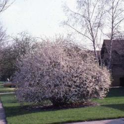 Location: Aurora, Illinois
Date: spring in 1980's
shrub in bloom