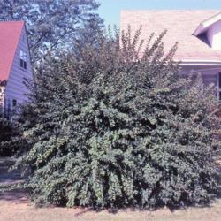 Location: Aurora, Illinois
Date: summer in 1980's
full-grown shrub