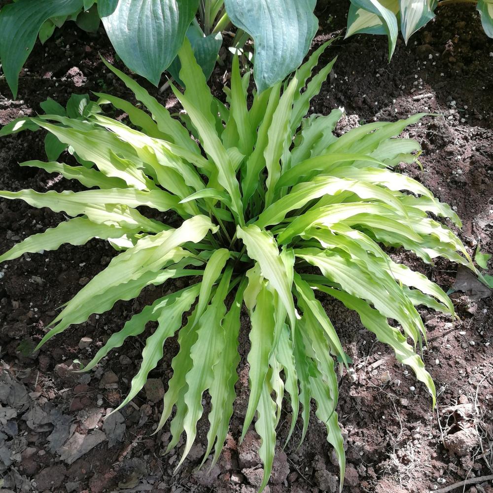 Photo of Hosta 'Curly Fries' uploaded by JLWilliams