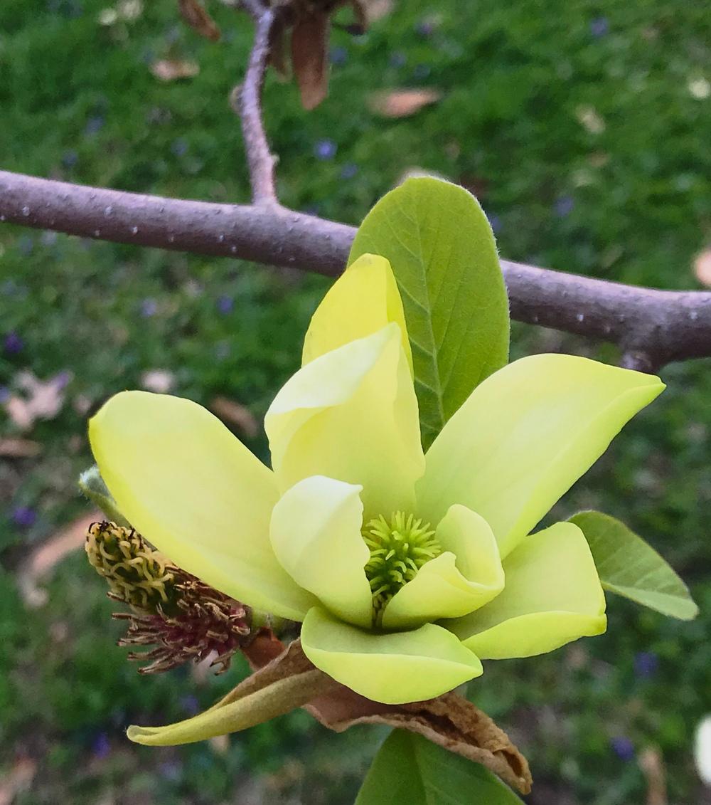 Photo of Magnolia (Magnolia x brooklynensis 'Yellow Bird') uploaded by Mefforde