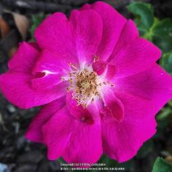 Location: Coastal San Diego County 
Date: 2018-05-17
Mystery rose in my garden. After coddling it for two years it fin