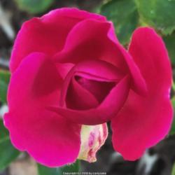 Location: Coastal San Diego County 
Date: 2018-05-15
Mystery rose in my garden. Miniature blooms, no fragrance, and af