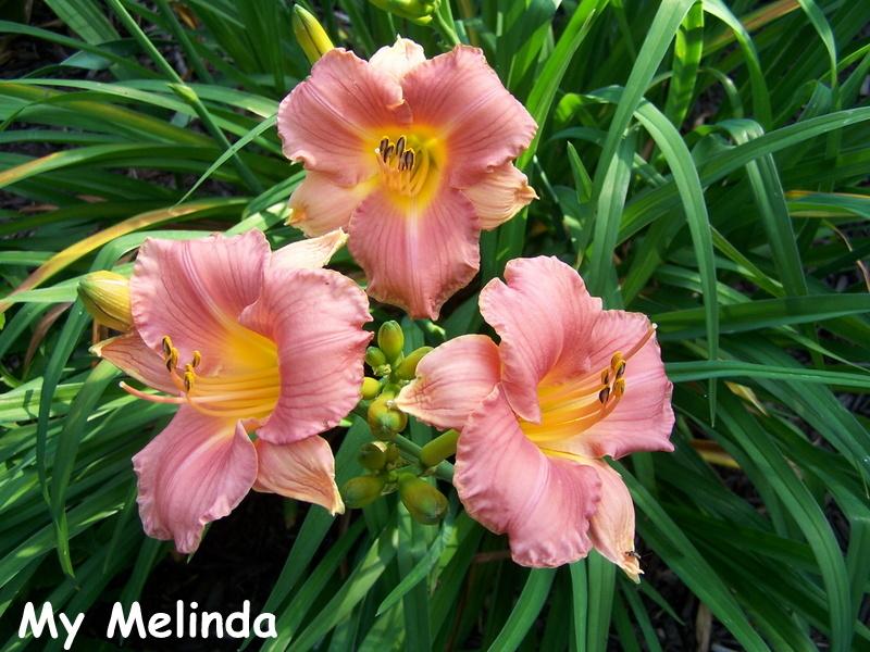 Photo of Daylily (Hemerocallis 'My Melinda') uploaded by petruske