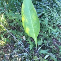 Location: Ontario, Canada
Date: 2018-06-28
This plant is taking over my lawn, grows very fast and has huge l