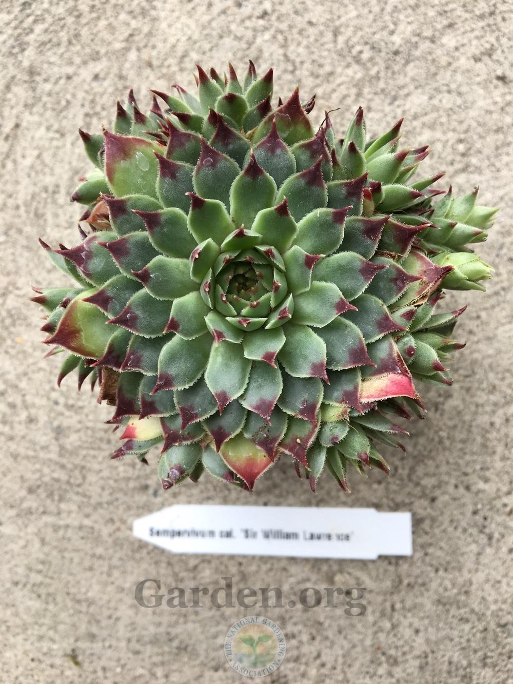 Photo of Hen and Chicks (Sempervivum calcareum 'Sir William Lawrence') uploaded by BlueOddish