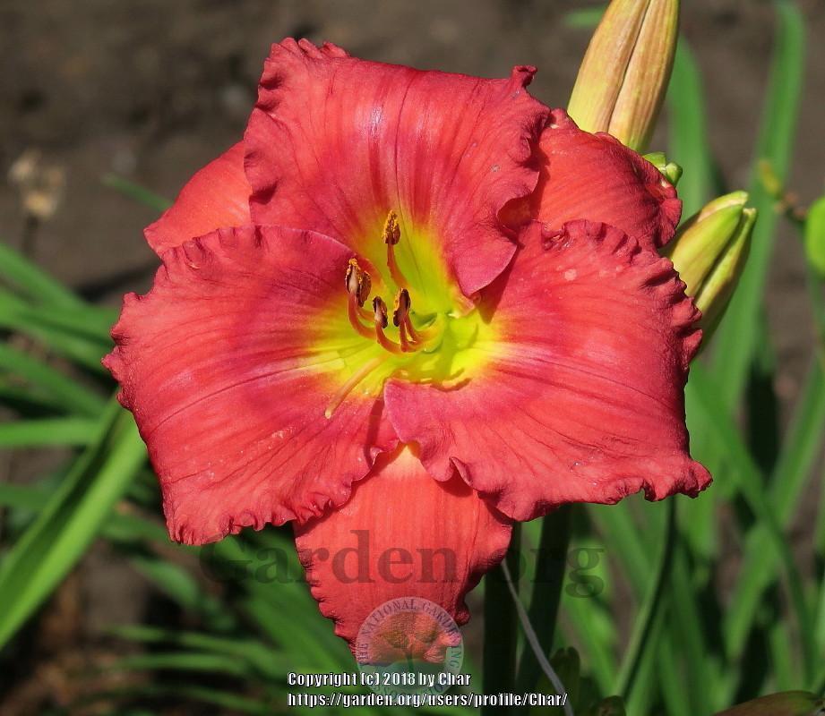 Photo of Daylily (Hemerocallis 'Wooster Whispers of Love') uploaded by Char