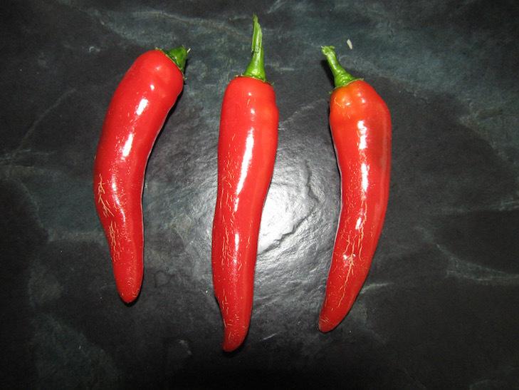 Photo of Hot Pepper (Capsicum annuum 'Garden Salsa') uploaded by DonShirer