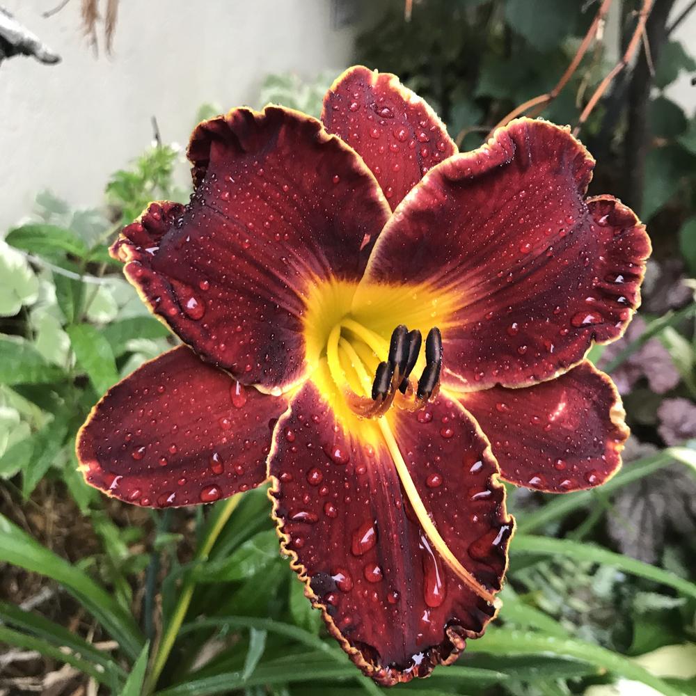 Photo of Daylily (Hemerocallis 'Spacecoast Dark Obsession') uploaded by joelsted
