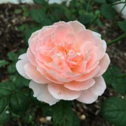 Location: My garden, Pequea, Pennsylvania, USA
Date: 2018-08-03
Mezmerizing blooms