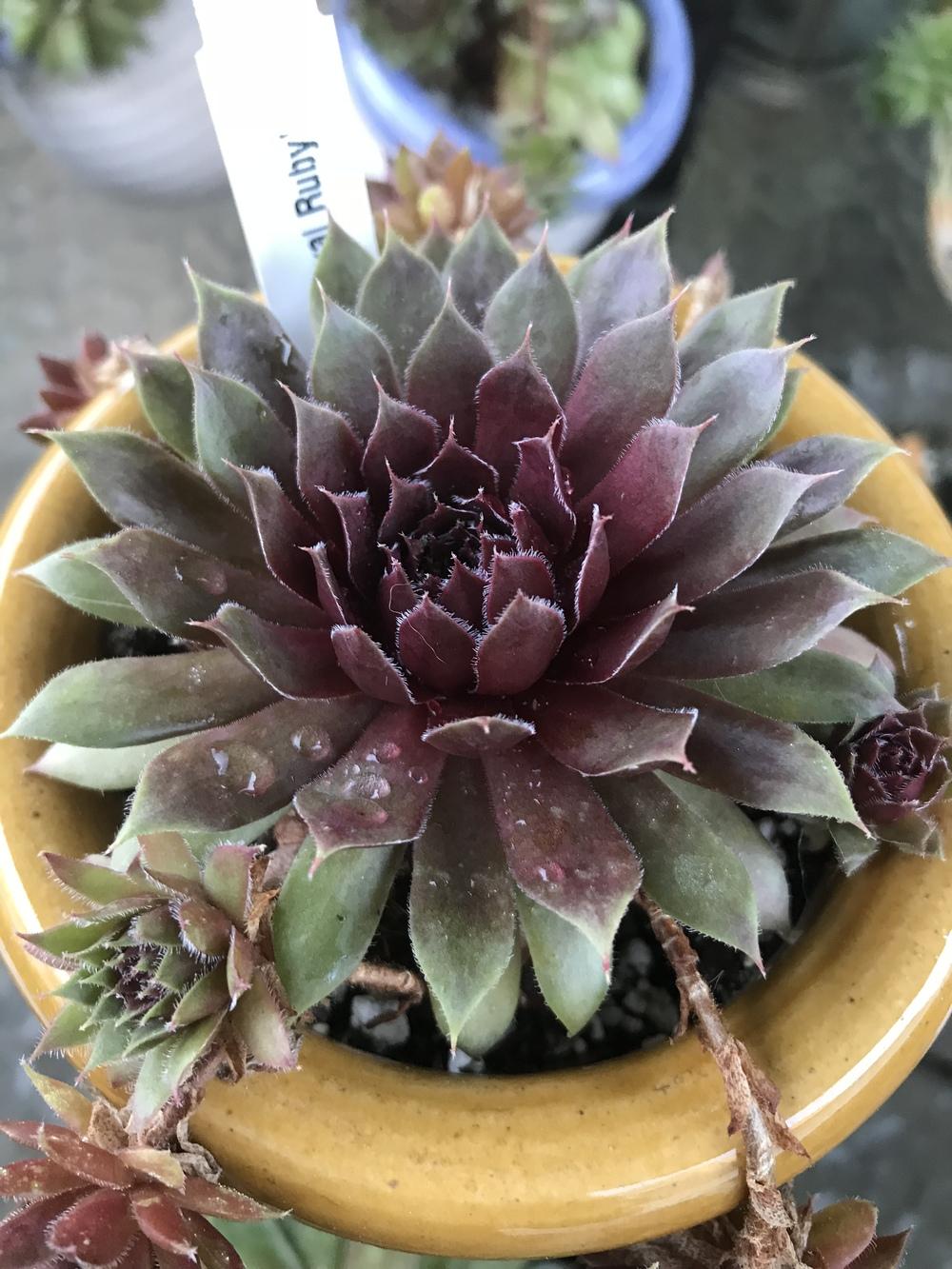 Photo of Hen and Chicks (Sempervivum 'Royal Ruby') uploaded by Foxamilion