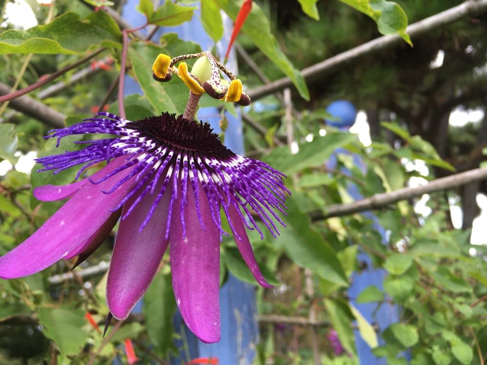 Photo of Passion Flower (Passiflora) uploaded by Traijin