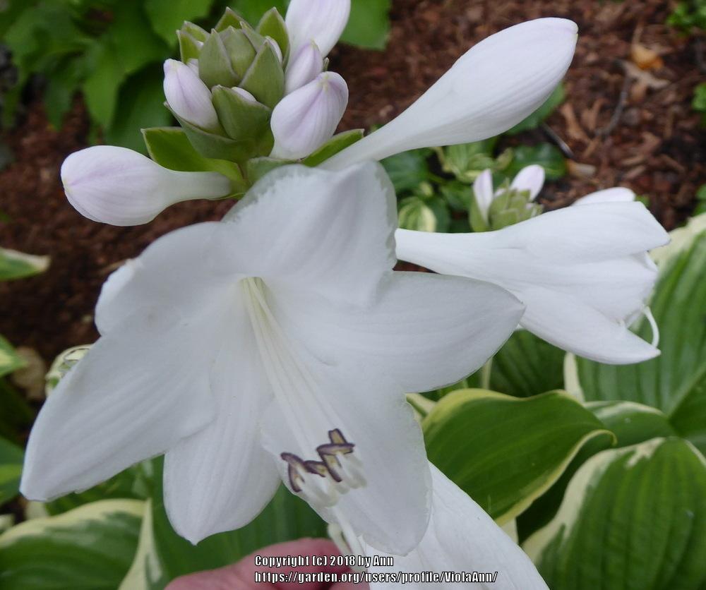 Photo of Hosta 'Diana Remembered' uploaded by ViolaAnn