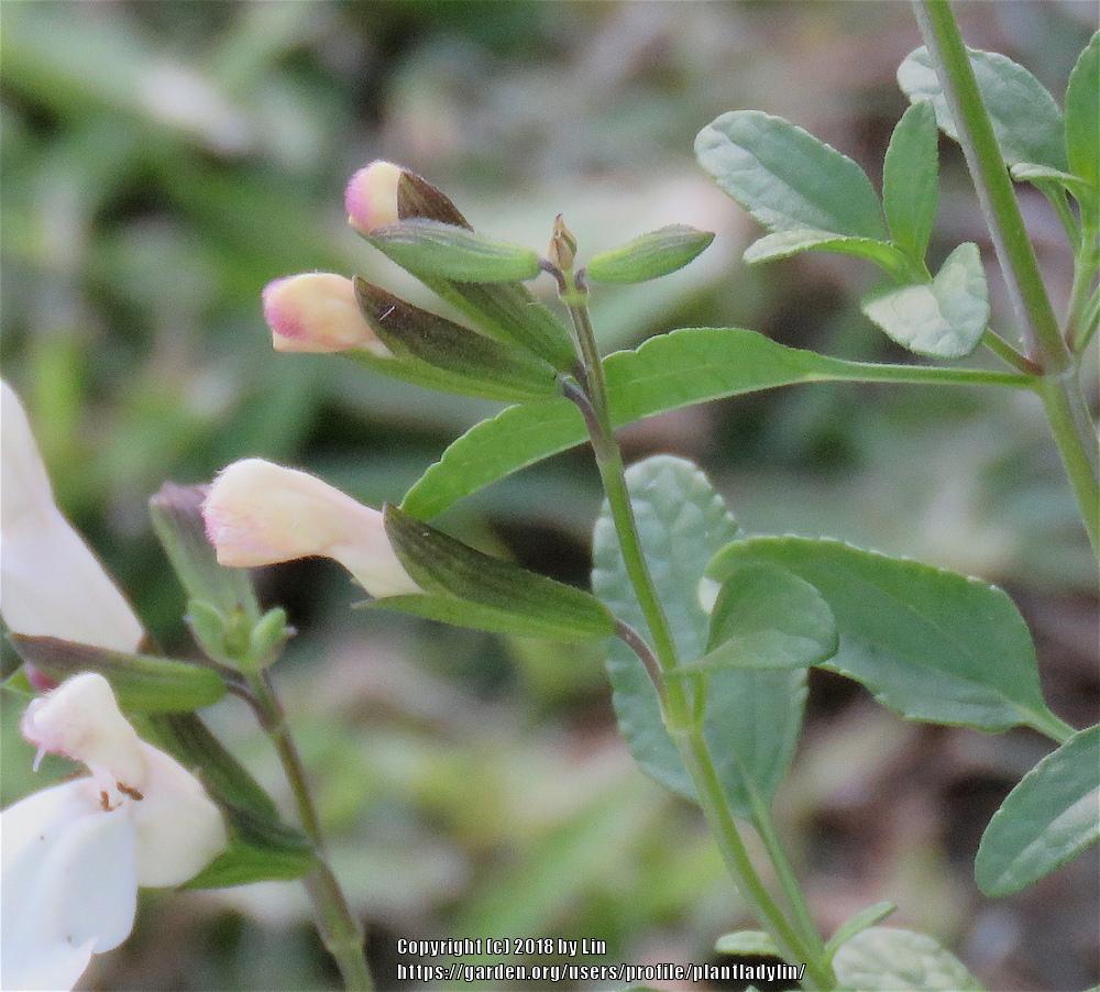 Photo of Salvia (Salvia x jamensis Heatwave™ Glimmer) uploaded by plantladylin